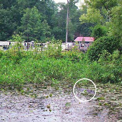 Gator near swimming hole