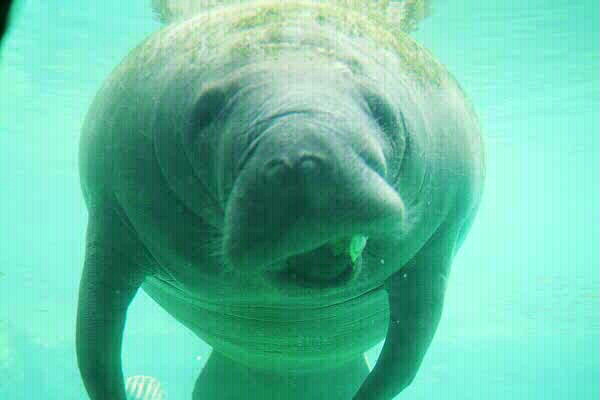 Manatee